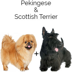Scottinese Dog